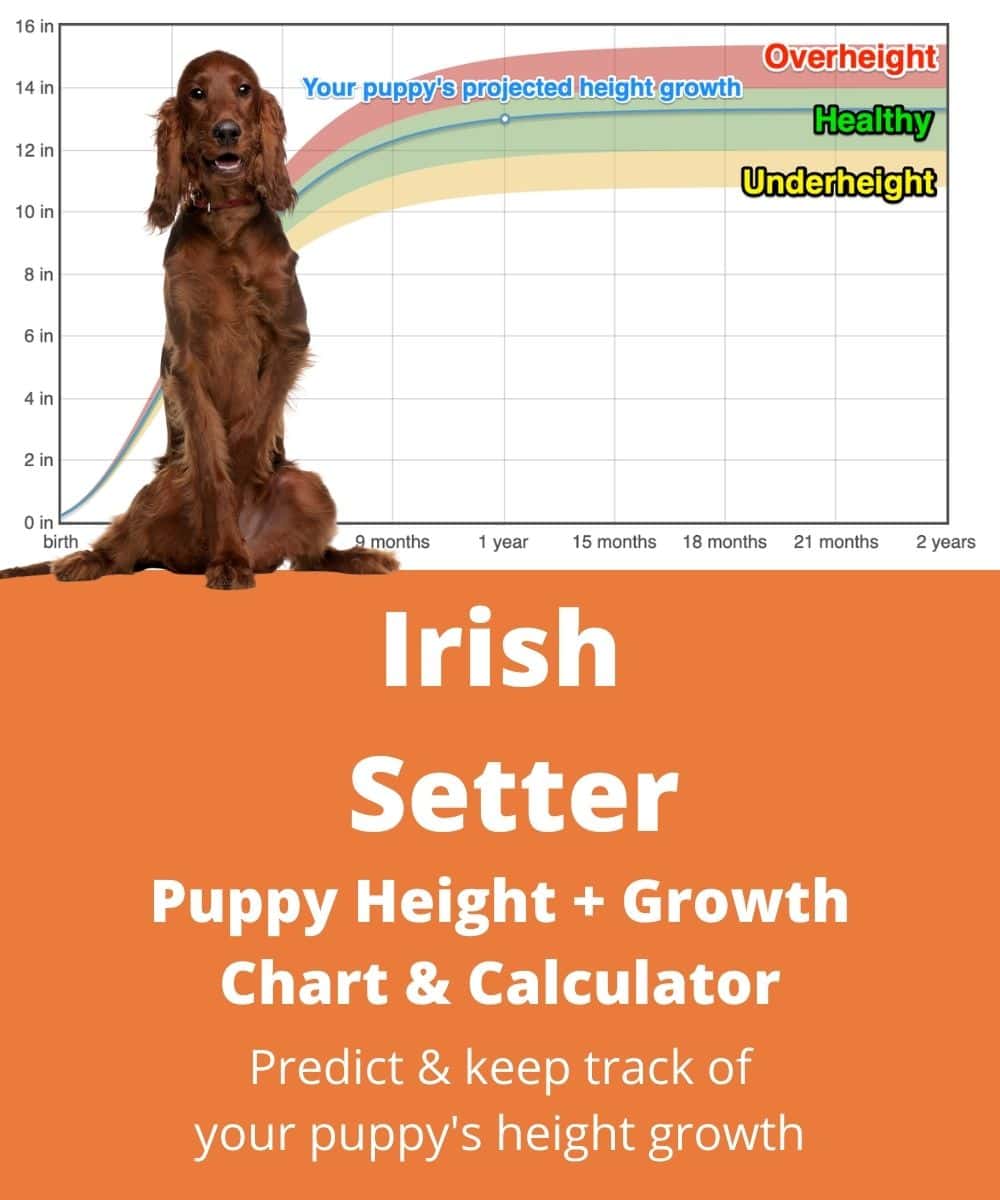 Irish Setter Height+Growth Chart How Tall Will My Irish Setter Grow